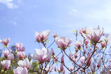 Blooming flowers of magnolia on branches.