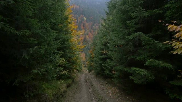 A forest road