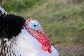 Agressive turkey with feathers high during mating season in Oud Verlaat