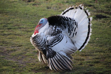 Agressive turkey with feathers high during mating season in Oud Verlaat