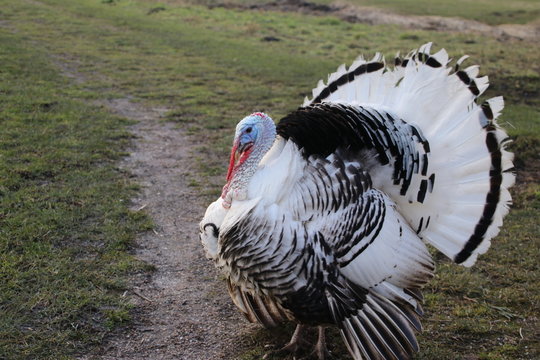 Agressive turkey with feathers high during mating season in Oud Verlaat