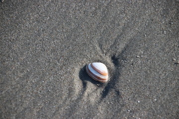 Shells and razors blades on the beach along the shore of the North Sea.