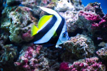 Beautiful aquarium fish floating in water against the background of stones and seaweed