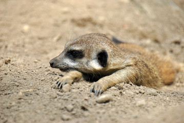 Fototapeta premium Portrait of a meerkat relaxing in the sun