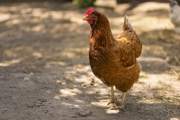 Chicken in garden