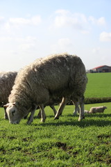 Obraz na płótnie Canvas sheeps in the meadows of polder Wilde Veenen in Moerkapelle the Netherlands.