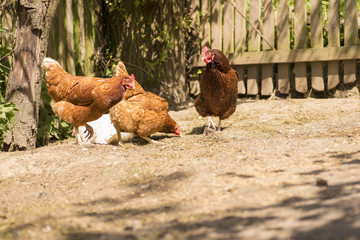 Free Range Hens Foraging Together