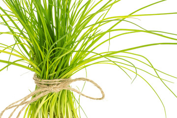 Fresh chives bunch tied by rope close-up isolated on white background grass slender leaves.