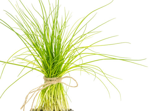 Cive Bilder Durchsuchen 311 Archivfotos, und Videos