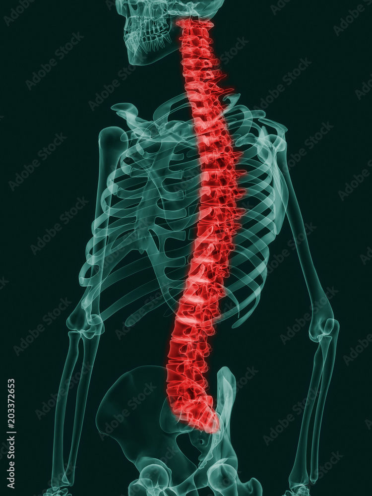 Wall mural x ray effect image of human skeleton with spine highlighted in red