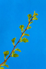 Branch of a tree with young leafs on a blue background.