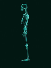 X-Ray effect image of complete human skeleton viewed from the side