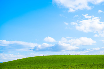 Stunning scene Cloudy and blue sky with green grassland. New Zealand agriculture in the rural area.