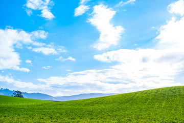 Stunning scene Cloudy and blue sky with green grassland. New Zealand agriculture in the rural area.