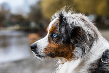 Miniature Australian Shepard Looking Out