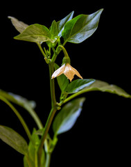 flowering of red capsicum