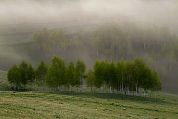 Spring foggy morning with trees on hills in Apuseni Mountains, Romania