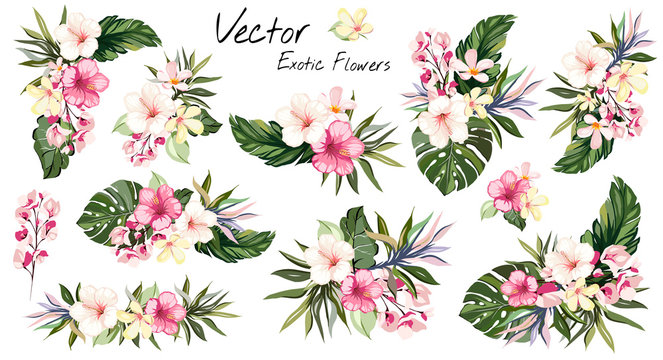 set Tropical vector flowers. card with floral illustration. Bouquet of flowers with exotic Leaf isolated on white background. composition for invitation to party or holiday