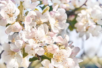 Blooming apple tree in the rays of sunlight