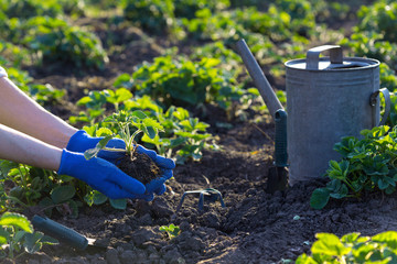 planting strawberries in the garden