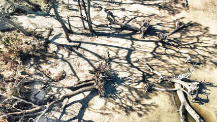 Driftwood Beach in Jekyll Island, overhead view