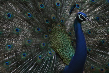 Obraz premium Dancing Peacock