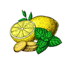 Lemon, mint and ginger vector drawing. Root, hearb leaf and fruit slice sketch.
