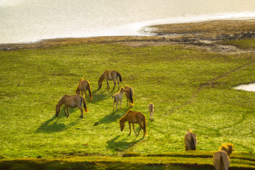 The wild horses behind the small river in 