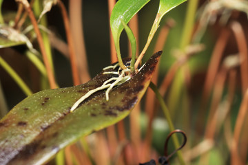The orchids or Orchidaceae (Orchidaceae) are a worldwide plant family. 
