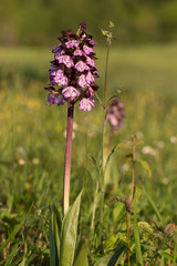 Wild orchid flower close up