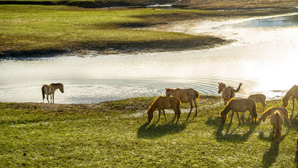The wild horses behind the small river in 