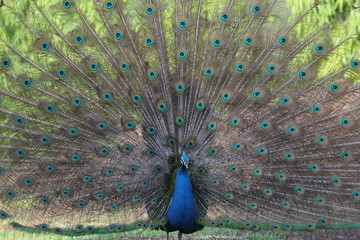 Obraz premium Peacock