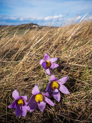Kuhschelle auf der Heide