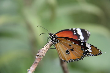 Common Tiger Butterfly