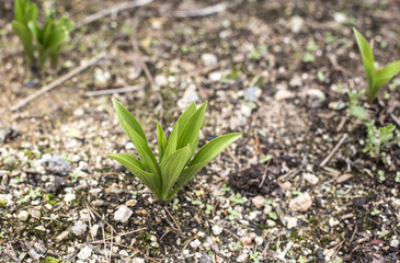 Young sprout in springtime