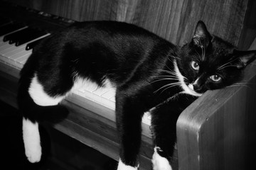 Black and white cat lying on piano dangling his paws.