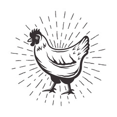Chicken with sunbursts rays vector illustration