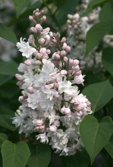 fragrant flowers of lilac bush