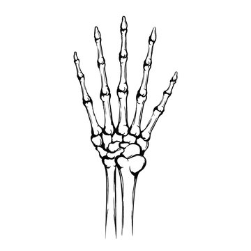 Hand of the skeleton with joint and five fingers. Give me five gesture. Hand drawn human hand with bones isolated on white background. Grunge technique