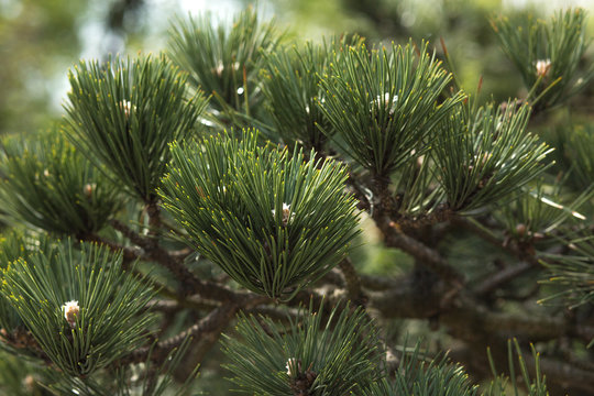 Fototapeta Closeup fragment of japanese pine at the city park