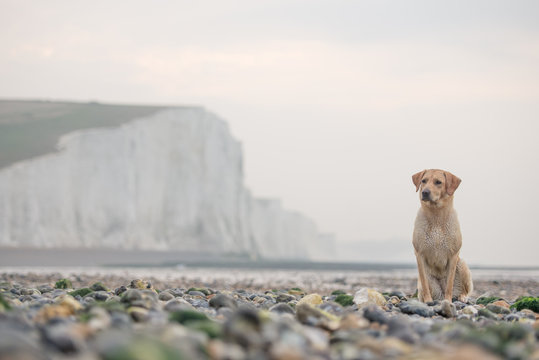 Golden labrador on the pebble beach at Cuckmere Haven with the Seven Sisters chalk cliffs behind, South Downs National Park, East Sussex