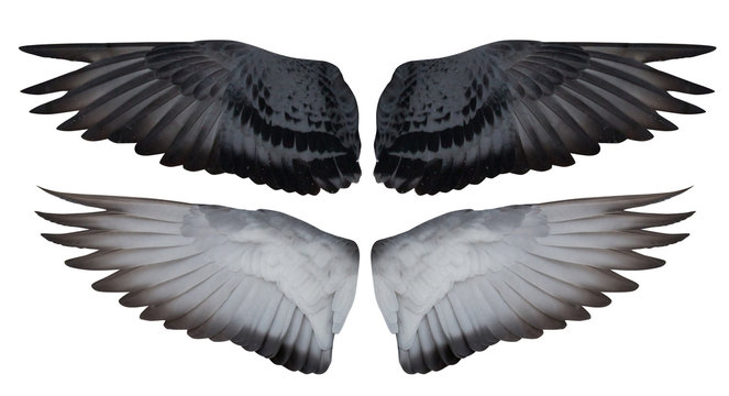 dove open inner and outer part of wings on white