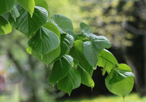 fresh,green growing leaves of linden tree at spring