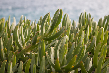 Wilde Sukkulenten Carpobrotus glaucescens am Meer