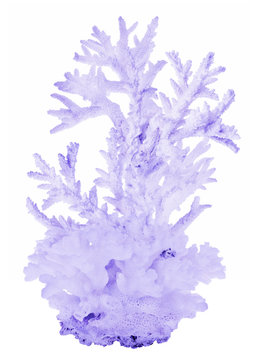 high dense blue isolated coral