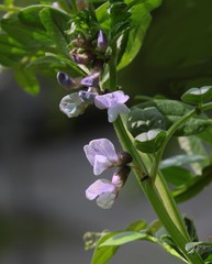 lila flowers of vetch wild plant