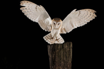 Barn Owl, in flight of perching on a trunk with open wings, black background, Tyto alba