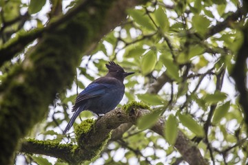 Steller's Jay (Cyanocitta stelleri)