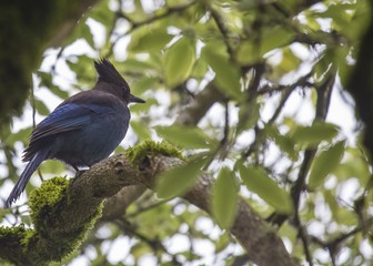Steller's Jay (Cyanocitta stelleri)