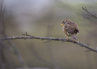 White-Crowned Sparrow (Zonotrichia leucophrys)